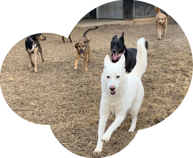 A group of dogs playing at our dog ranch